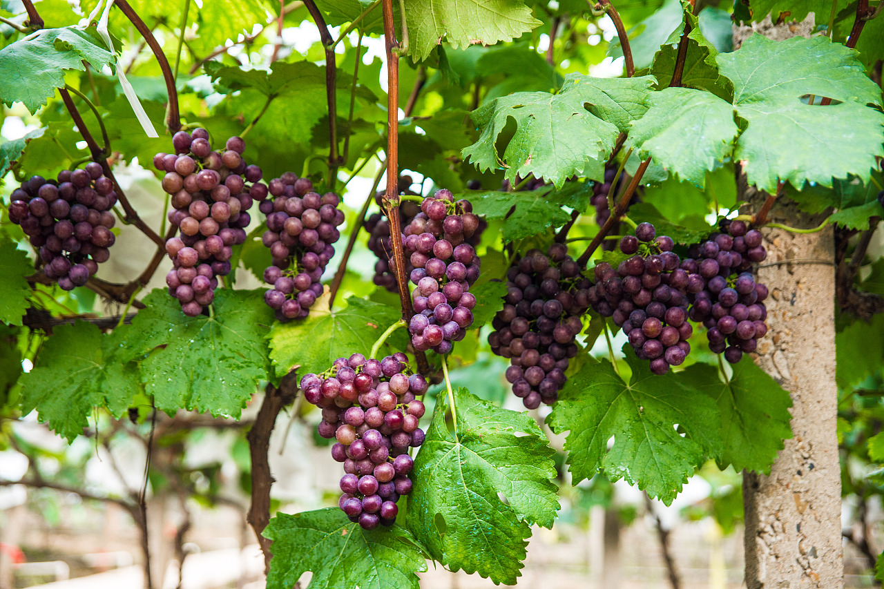 Contrôle des principales maladies de la vigne (5)